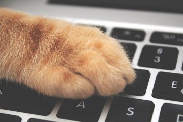 Patte de chat sur un clavier