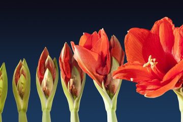 7 photos de la même fleur qui se développe de plus en plus