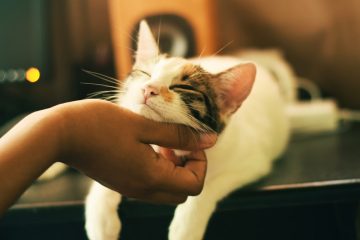 Main qui gratte le menton d'un chat presque endormi sur le bord d'une table