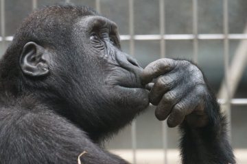 Singe qui réfléchit, il regarde en l'air les doigts sur les lèvres