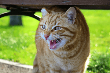 Chat qui crie, l'air énervé